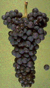 cabernet1