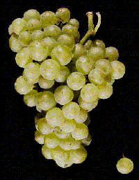 chardonnay1