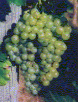 Copy (2) of muscat_blanc