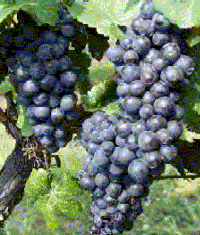 Copy (2) of pinotnoir3