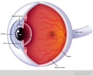 external-eye-xsection