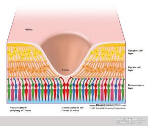 fovea and receptors