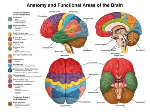 functional areas brain