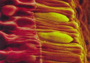 rod_and_cone_cells