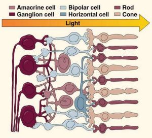 rods and cones
