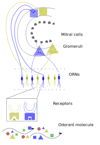 415px-Early_Olfactory_System.svg