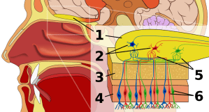 800px-Olfactory_system.svg