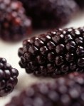 blackberry