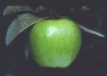Grannysmithapple