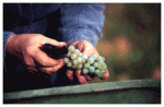 grapes3