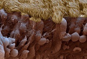 Nasal cilia