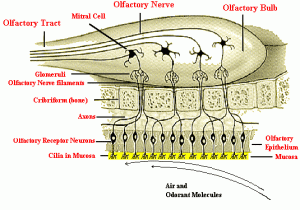 olfactory bulb
