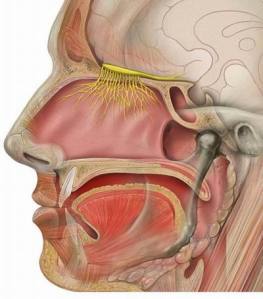 Olfactory_nerve cross sec