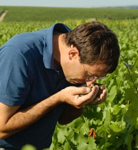 pl-dans-vignes