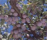 prune