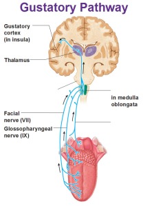 gustatory-pathway-cortex-in-insula-facial-and-glossopharyngeal-nerve-in-medulla-oblongata
