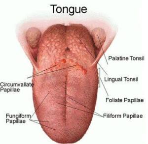 Tongue2