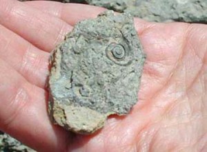 fossil_in_hand