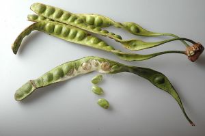 sato beans Parkia speciosa