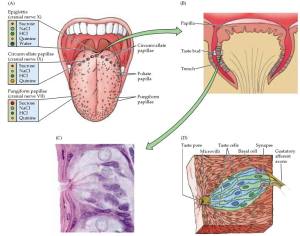 taste buds anatomy