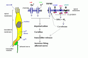 taste_receptors4