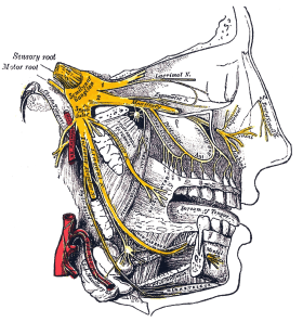 Gray778_Trigeminal
