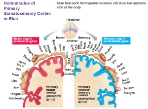 homunculus-of-primary-somatosensory-cortex-in-blue