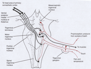 trigeminal pathway