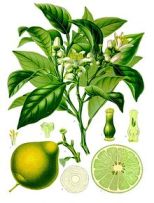 220px-Citrus_bergamia_-_Köhler–s_Medizinal-Pflanzen-184
