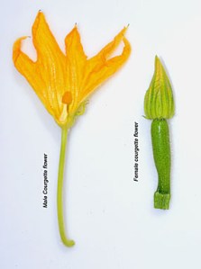 courgette-male-female-flower-identification