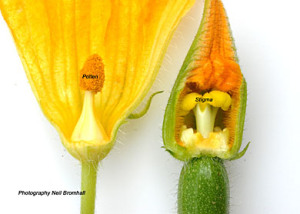 male-and-female-courgette-flowers-pollen-stigma1
